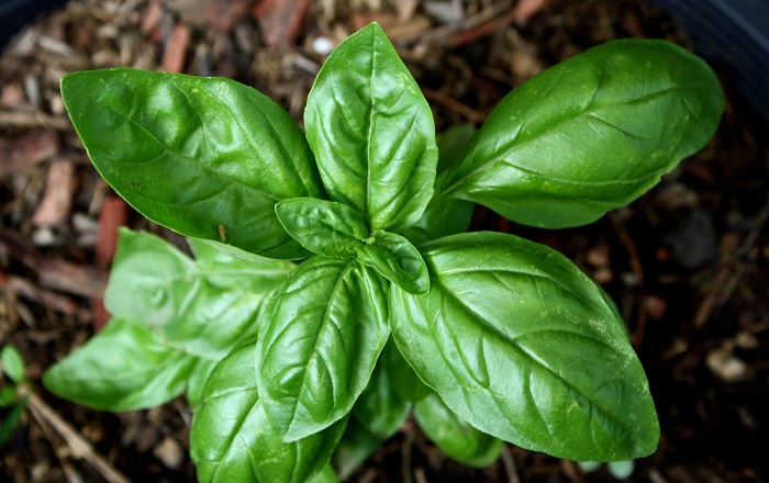 Basil-3