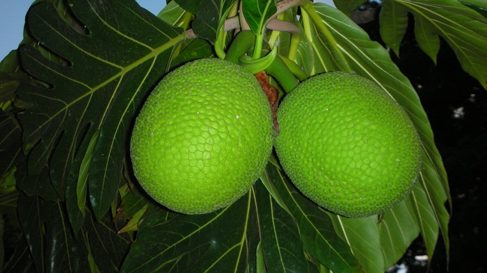 Breadfruit-3