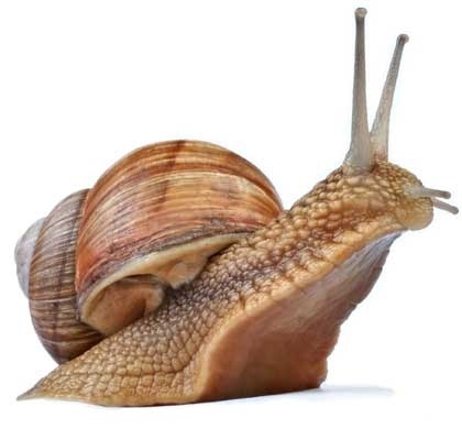 Snails-3