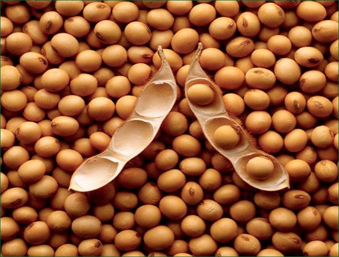 Soybeans-3