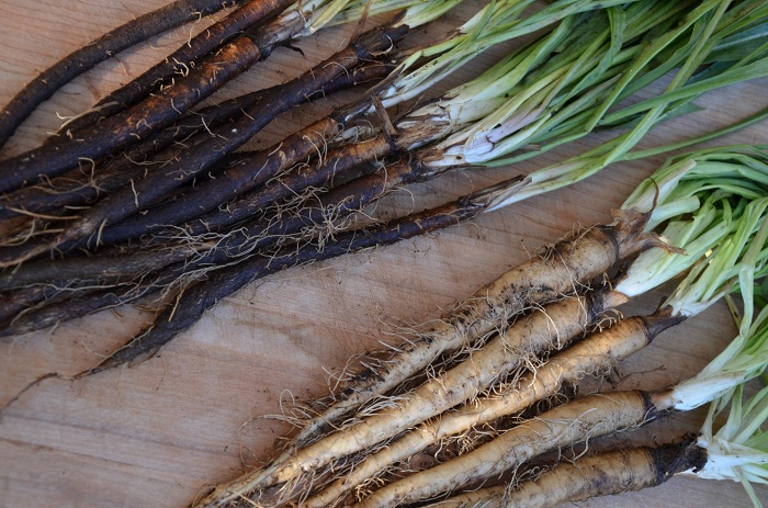 Photo Credit https://www.washingtonpost.com/lifestyle/home/salsify-and-scorzonera-the-rarer-roots/2012/11/27/03f350ce-3256-11e2-92f0-496af208bf23_story.html 